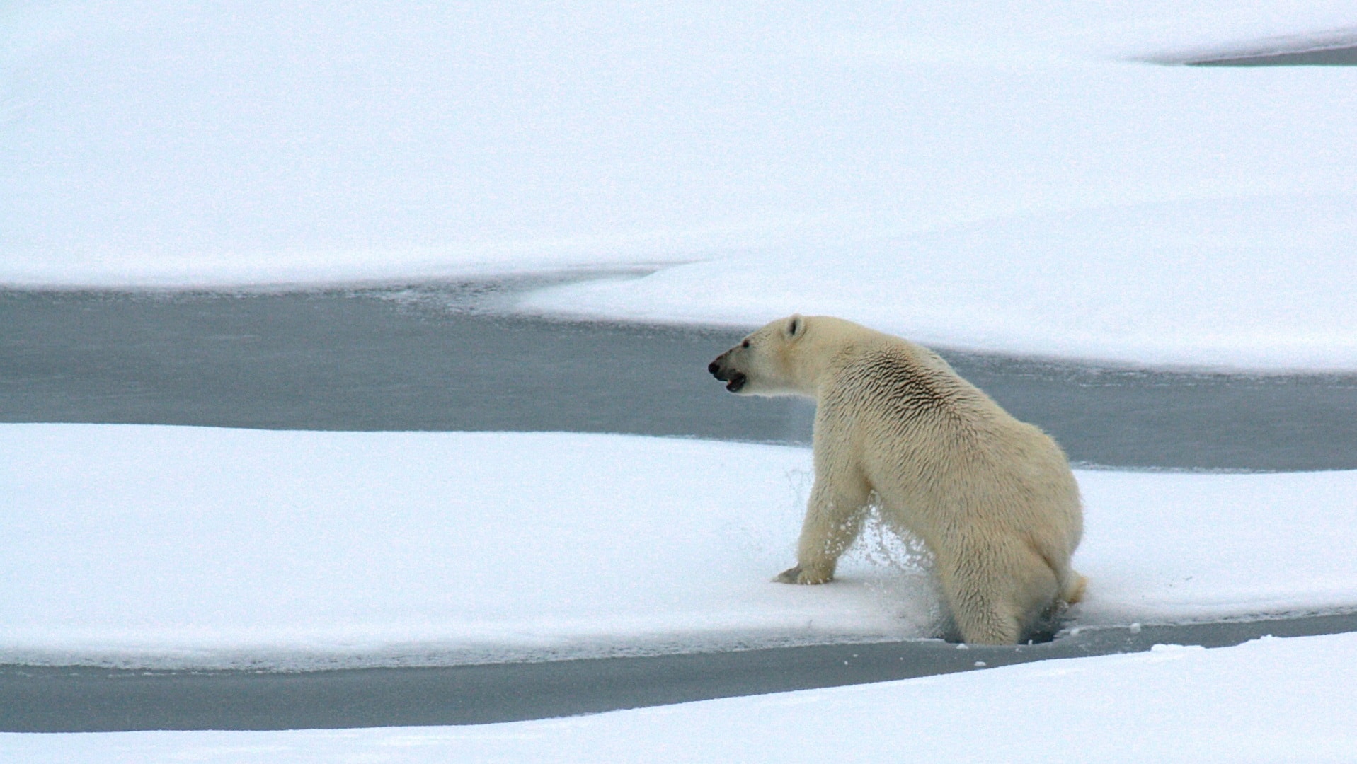 In kalten Wintern schwimmen die Eisbären bis nach Island.