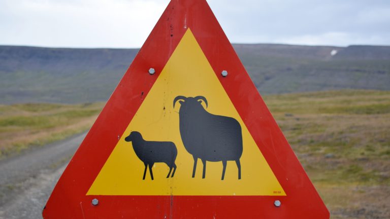 Straßenschild mit Schafen in Island